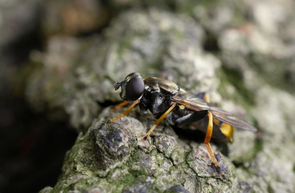 Xylota xanthocnema, Provinciedomein Huizingen, Belgium