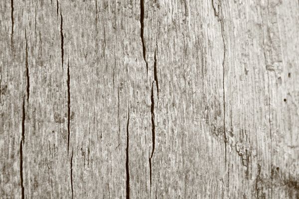 Holz