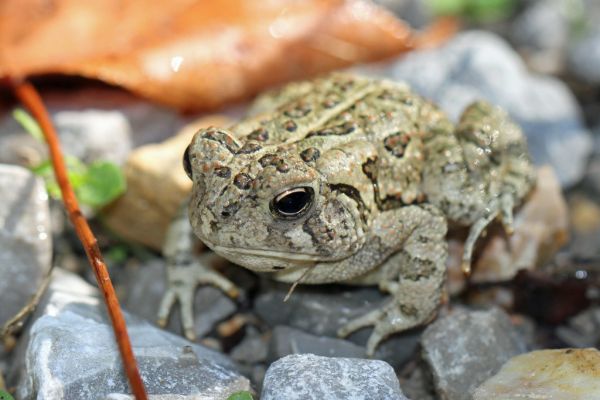 Fowler's Toad