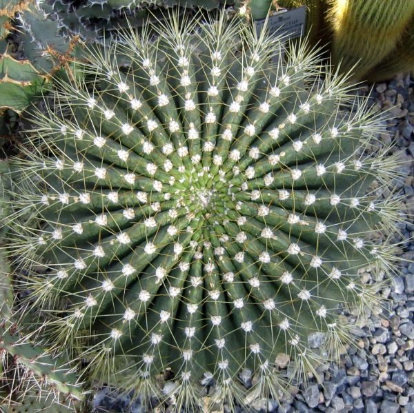 schwiegermutter II