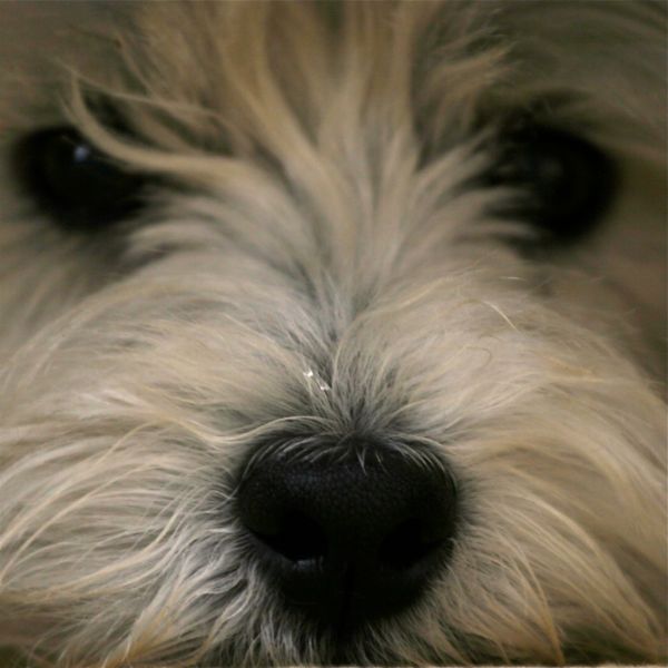 Wee Westie's Sweet Black Nose