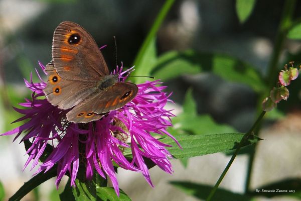 Farfalla, un attimo di vita