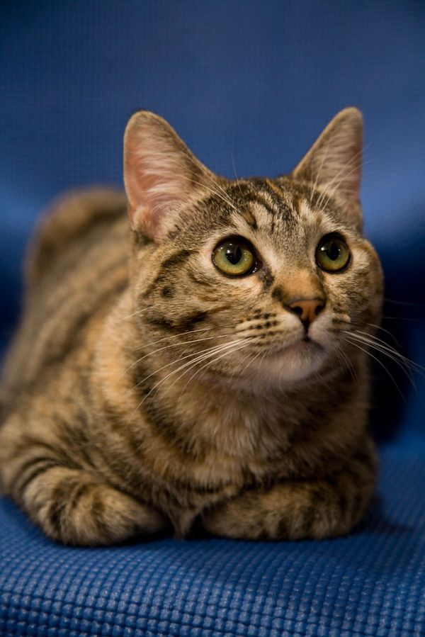 January 6, 2009 - Rahm the cat