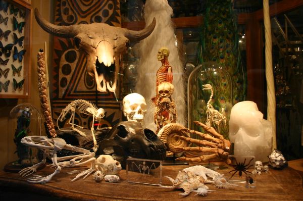 Evolution Store Window Display