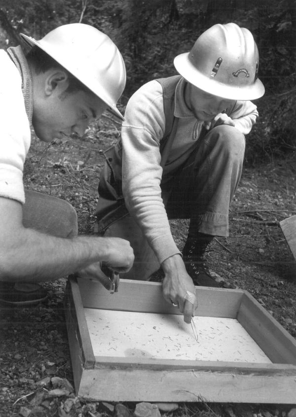 1963. Mark Headings and Dennis Dokken count dead hemlock loopers. Hemlock looper control project in Southwest Washington
