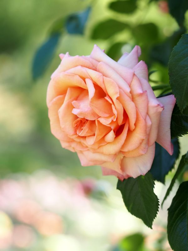 Rose, Barock, バラ, バロック,
