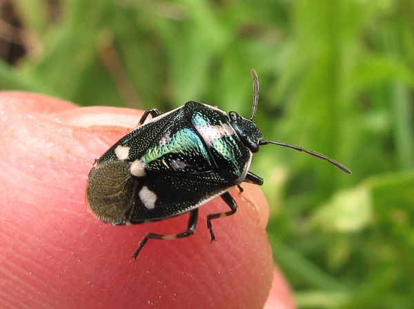 Pentatomidae * Eurydema oleracea con marcas blancas