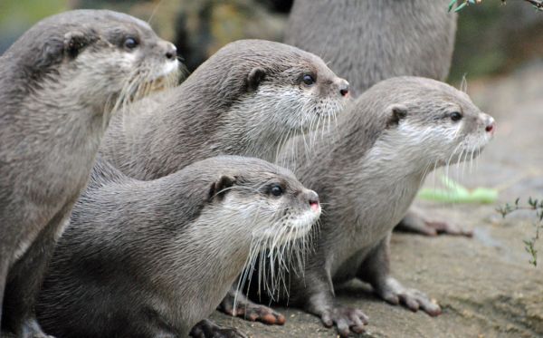 Oriental Short-clawed Otters, London Zoo