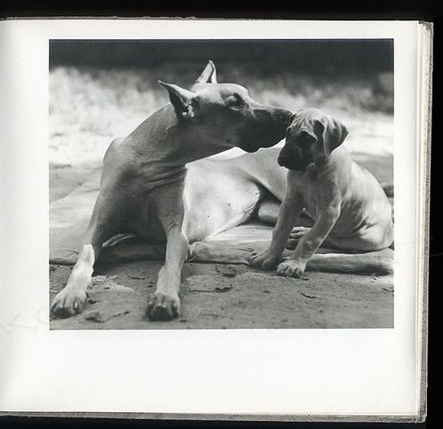 loheland album doggen