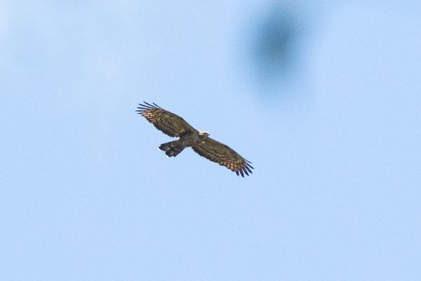 Legge's Hawk-Eagle - Sinharaja - Sri LankaCD5A2013