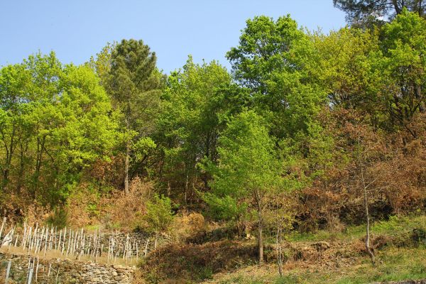 Confluencia entre el río Miño y el río Sil, en Los Peares