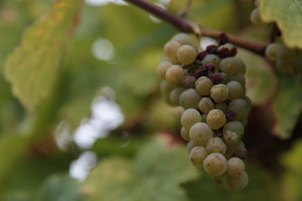 Botrytis cinerea on wine graps
