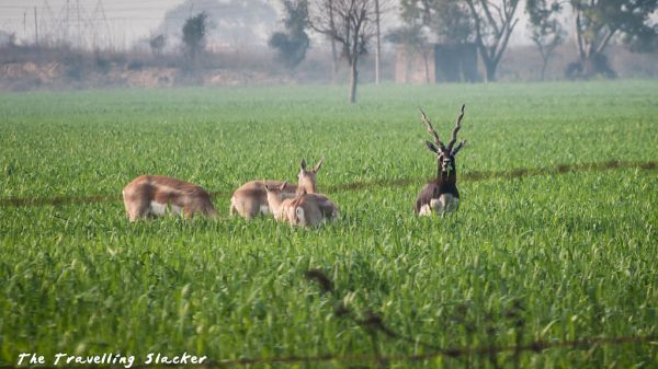 Blackbuck (1)