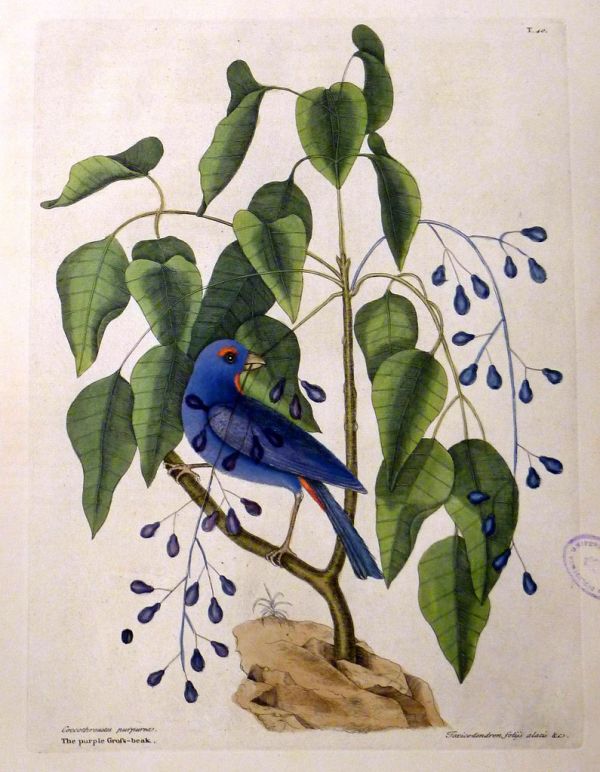 Coccothraustes purpurea. Toxicodendron folijs alatis &c. / The purple Gross-beak