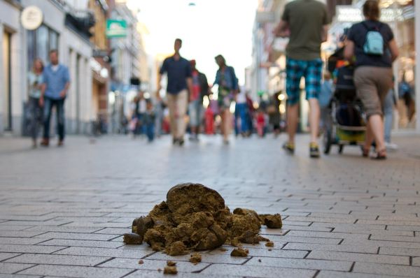 Honden niet toegestaan in Herestraat Groningen. Politiepaarden wel blijkbaar. Zelfs op een bomdrukke koopavond.