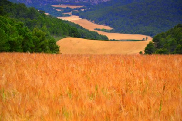 Camps de cereal de Pontils, la Conca de Barberà.