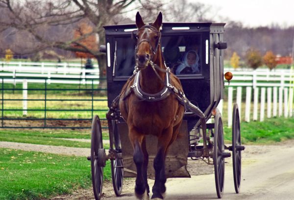 Amish Buggy Ride