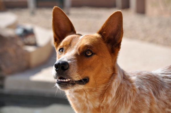 Gr-r-runden!