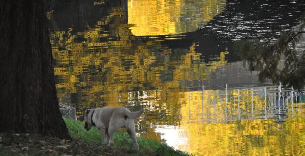 Hond bij de Singel