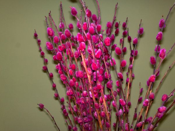 Pussy willow
