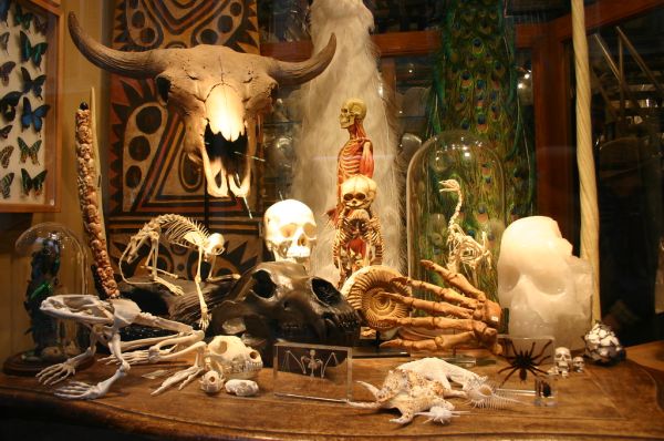 Evolution Store Window Display