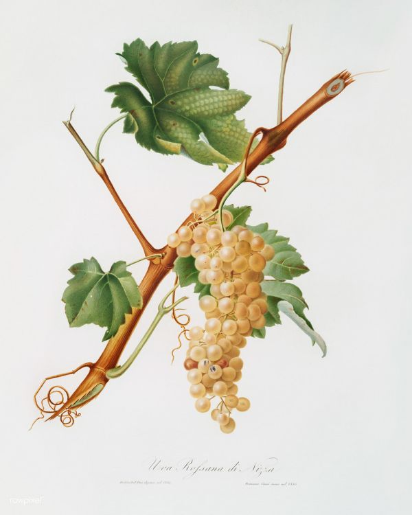 Vermentino grapes (Vitis ligustica feracissima) from Pomona Italiana (1817 - 1839) by Giorgio Gallesio (1772-1839).