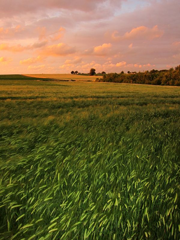 A barley field in Lolland at sunset