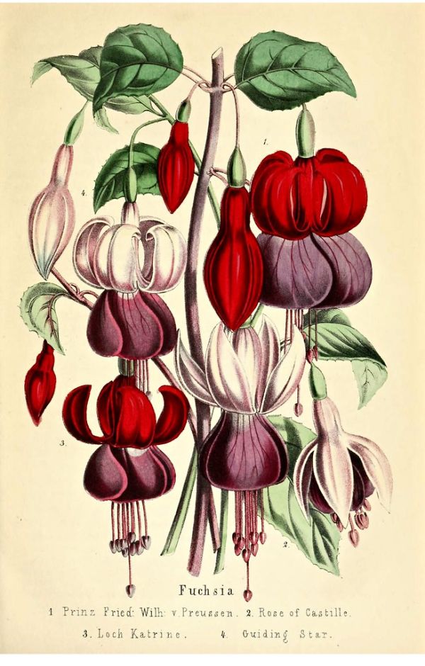 Fuchsia hort. Prinz Fried: Wilh: v. Preussen, Rose of Castille, Loch Katrine, and Guiding Star. Deutsches Magazin fur Ga