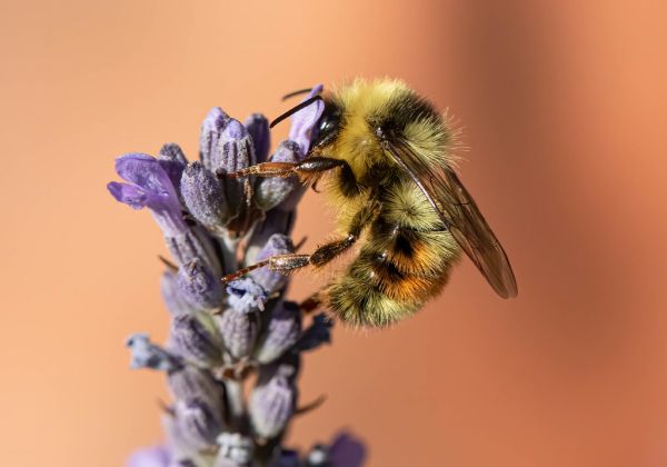 bumble bee, my favourites of the pollinators.