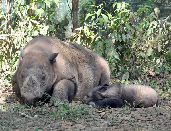 Ratu and Baby
