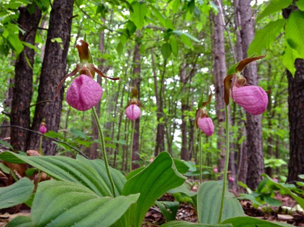 Cypripedium acaule, Fairfax, 5-18-13