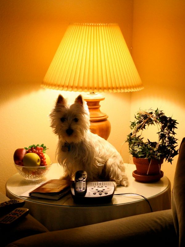 Wee Westie Nic-Nac