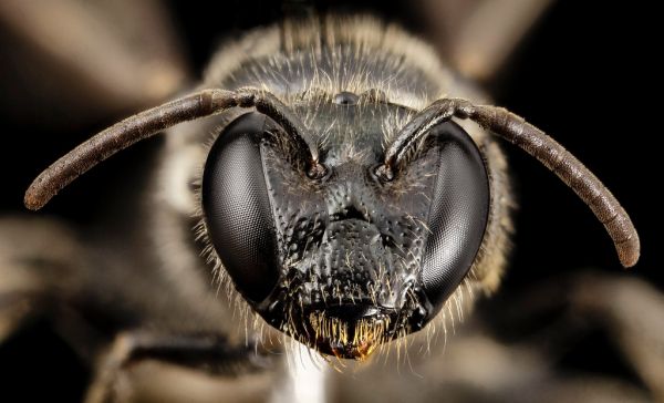 bee small red tip, f, chile, face_2014-08-08-17.31.24 ZS PMax