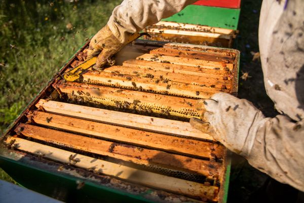 Bienen fliegen herum während der Imker ihren Bienenstock inspiziert