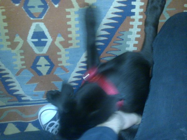 Bebu the puppy