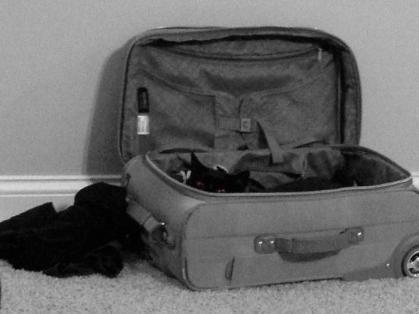 “Where *you* going???” ―Kitty demands ANSWERS (at Galt House Hotel) 🐈