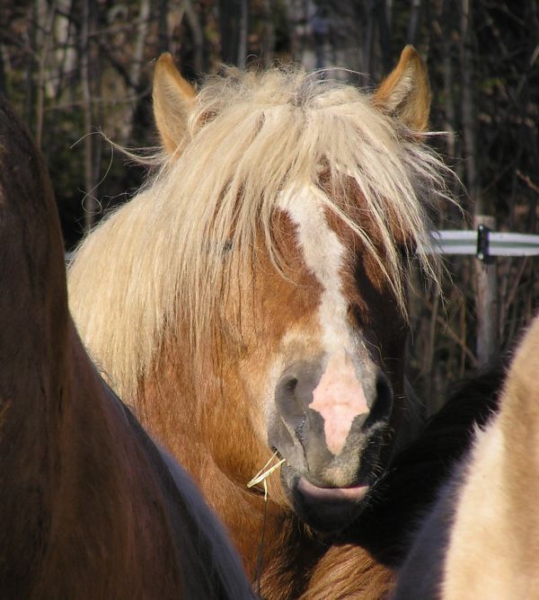 Pikku-Paavo, a finnhorse stallion