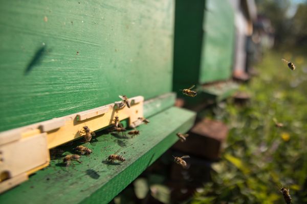 Bienen fliegen den Eingang zum Bienenstock an.JPG