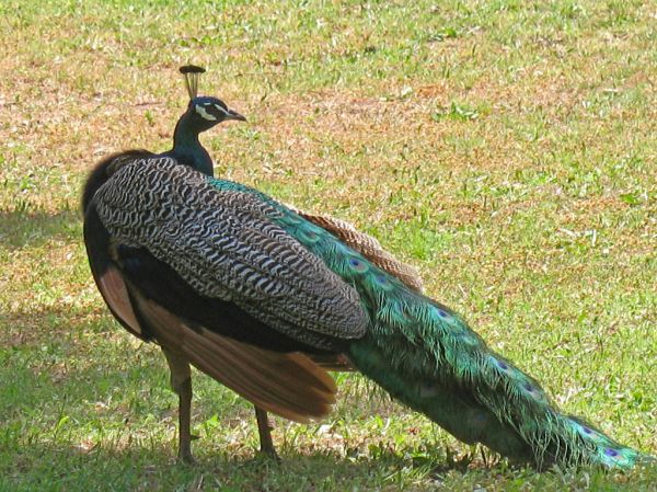 peacock on Lokrum