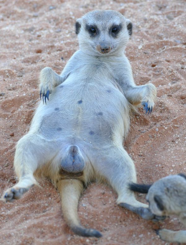 Shameless Suricate (Suricata suricatta) male ...