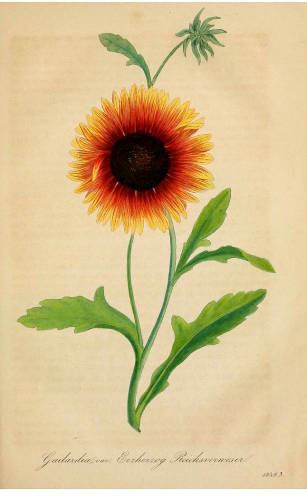Gaillardia var. Archduke Imperial Vicar. Franz Joseph I. became Austria's Emperor, and Archduke in December, 1848, This 