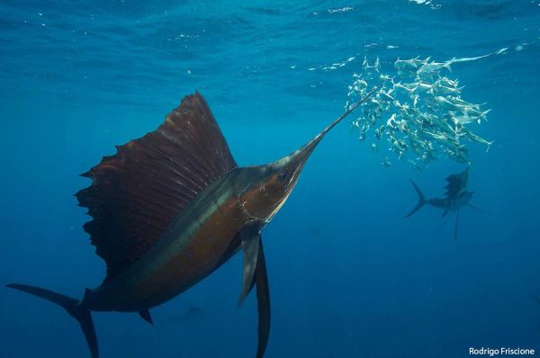 fastest-fish