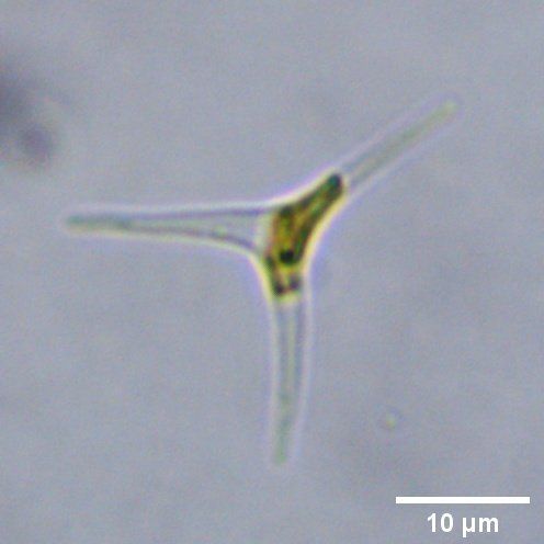 Phaeodactylum tricornutum