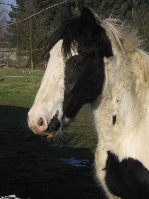 Ierse Tinker