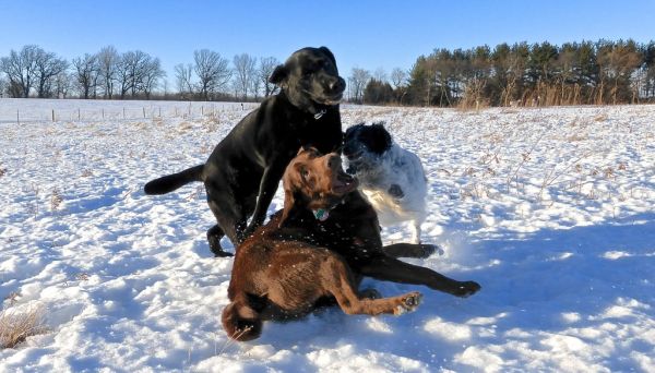 Zeus, Gus, Max