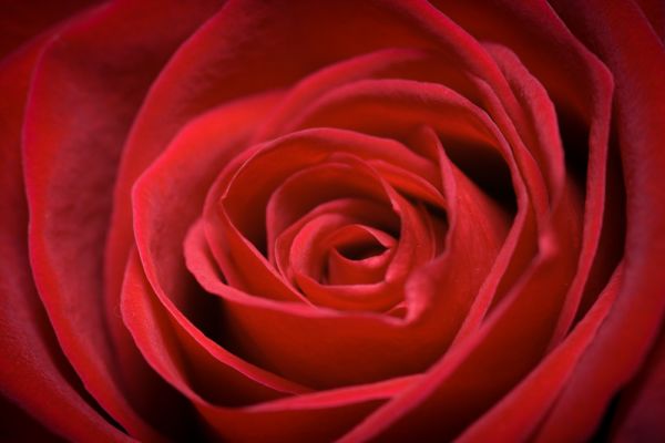 Unha rosa para Rosalía