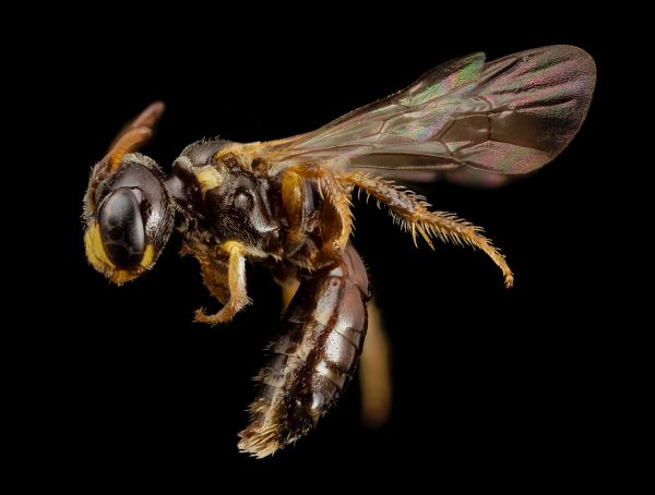 bee species wide face, m, brazil, side_2014-08-08-12.27.03 ZS PMax