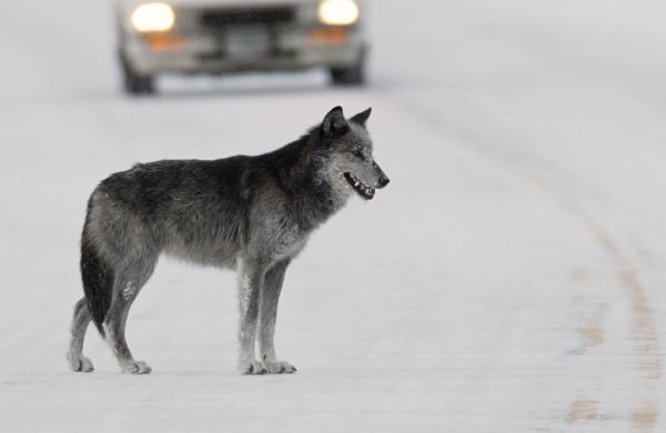 Black and grey wolf (female from Druid pack, 'Half Black') standing in road near Lamar River bridge
