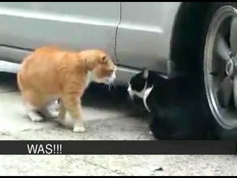 Cat Betrayed His Girlfriend! Sex! Heat! Rage! Foul language! (ORIGINAL ENGLISH CAPTIONS)