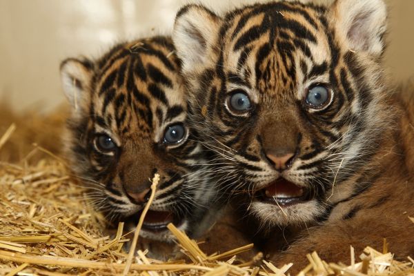 Tiger twin behind the scenes | Burgers' Zoo Arnhem